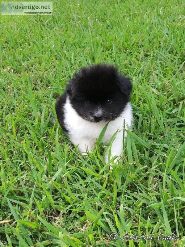POMERANIAN FEMALE. PUPPIES
