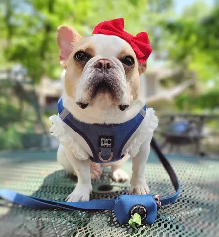 Walk Your Dog in Style with Modern Dog Leash - Doodle Couture