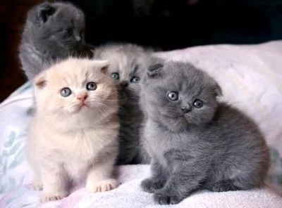 Healthy Scottish Fold kittens for sale