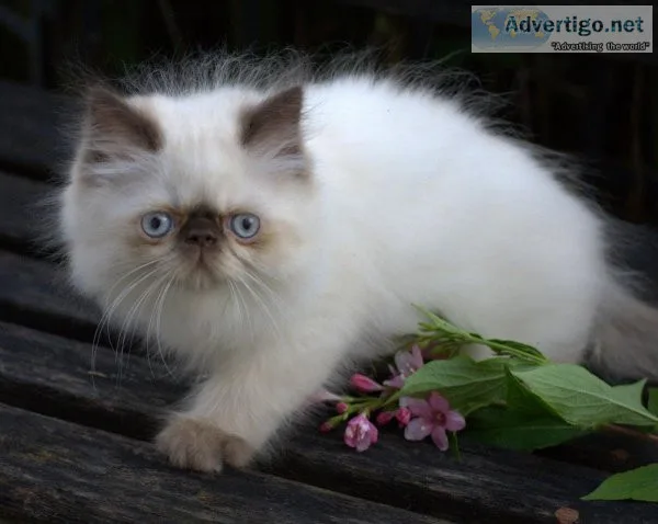 Himalayan Cats and Kittens for sale