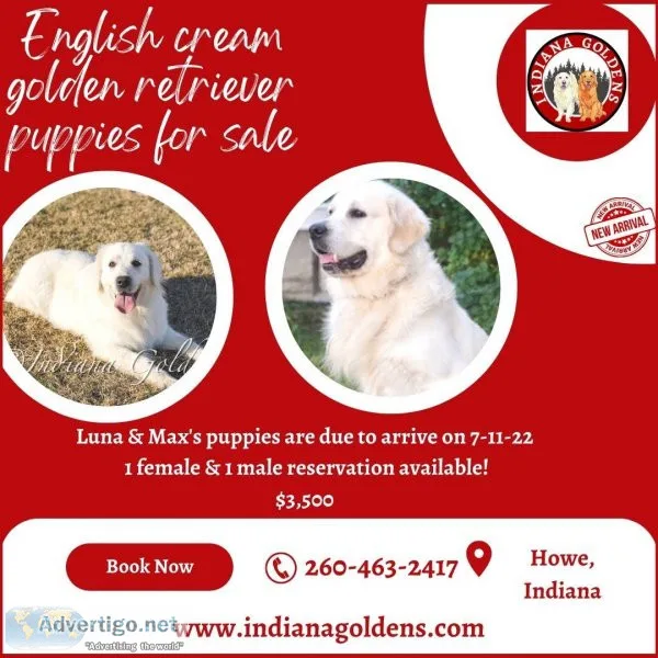 CuteEnglish cream golden retriever puppies for sale at Indiana G