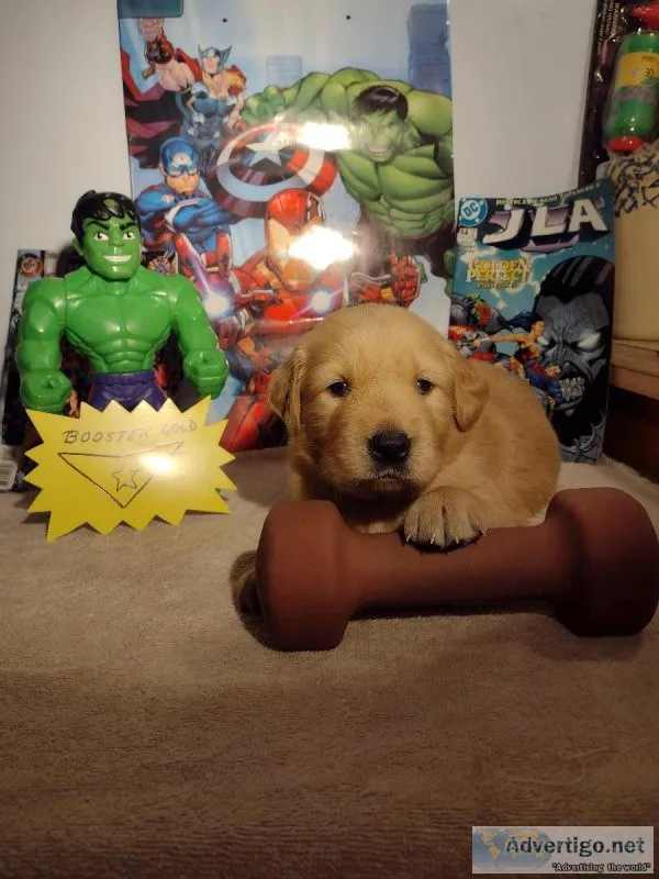 AKC Golden Retriever puppies
