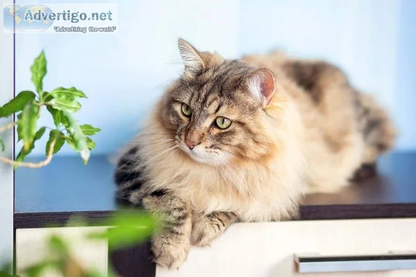 Siberian Cats and Kittens for sale