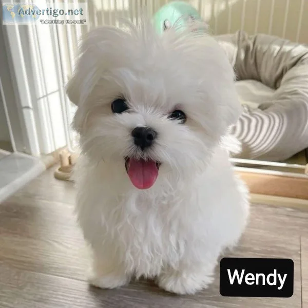 Adorable Maltese puppies for rehoming
