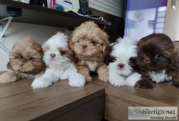 NM Shihtzu Puppies for sale
