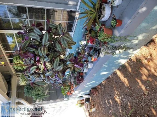Assorted Variety of Different Colorful Potted Succulent Cactus P