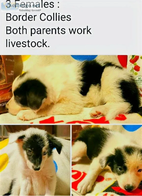 Border Collie Puppies