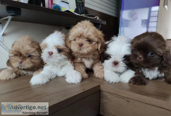 NS Shihtzu Puppies for sale
