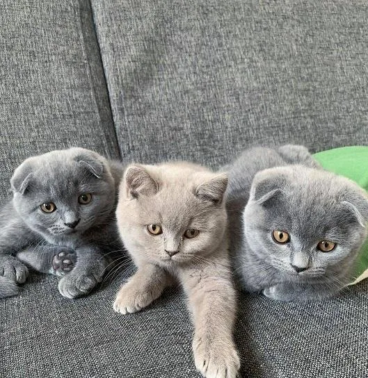 nB Scottish fold Kittens for sale