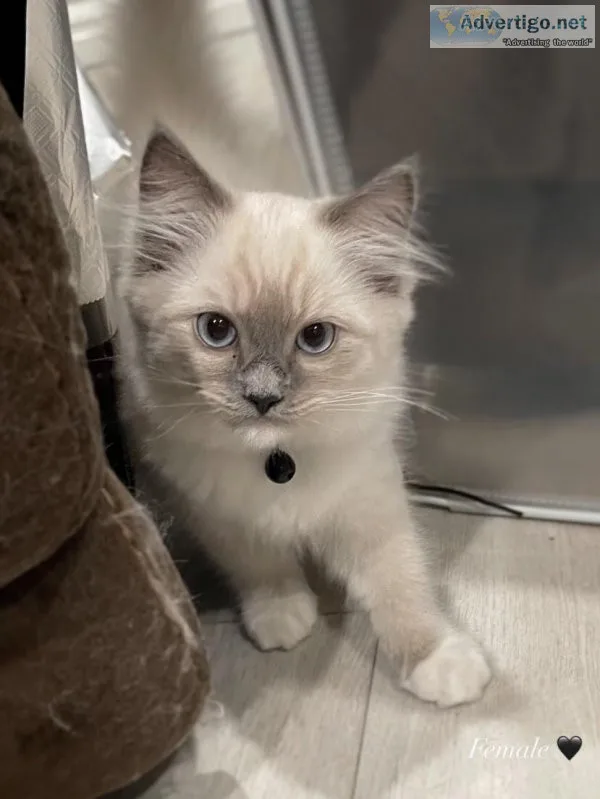 ragdoll kitties