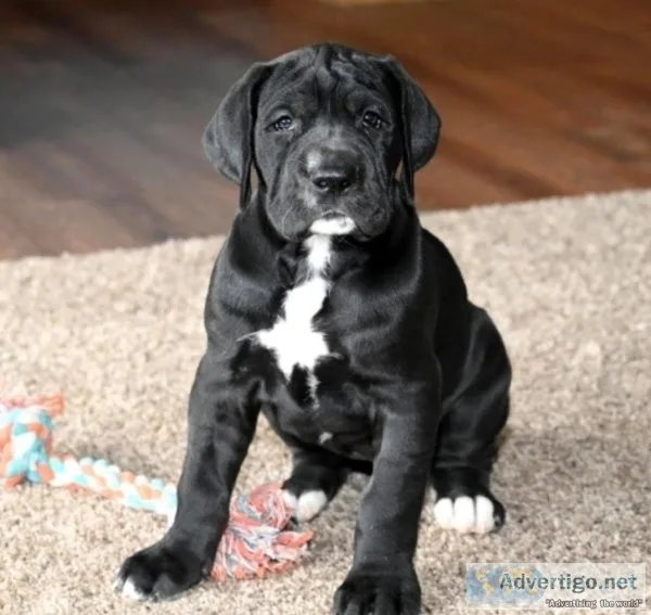 Great Dane Puppies For Sale