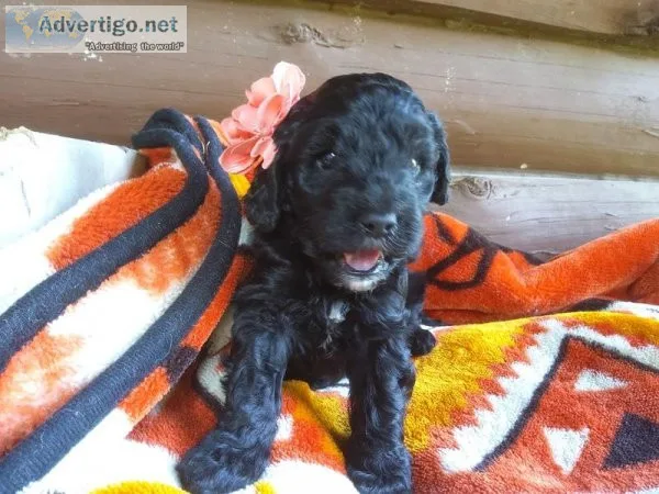 Coco  Cockapoo