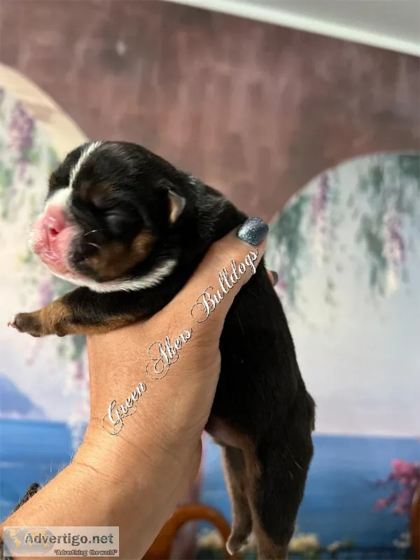 English Bulldog M Black w Tan points