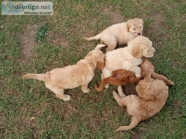Golden doodles