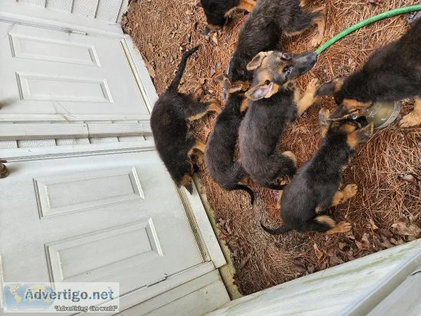 German shepherd