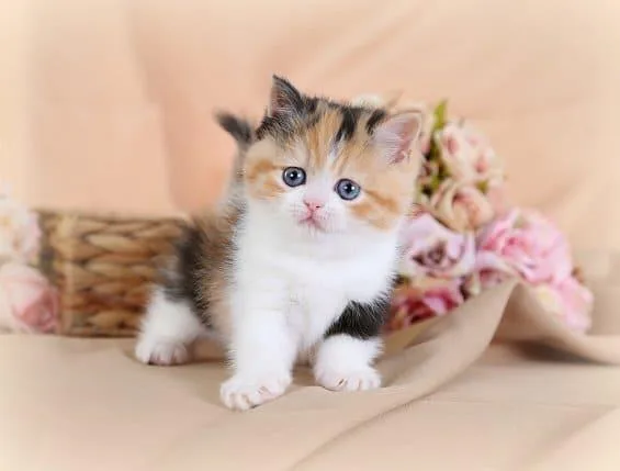 Calico Cats and Kittens for sale
