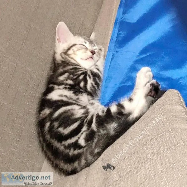 Available Bengal Kittens For Sale