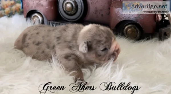 English Bulldog M Blue Merle genetic health tested CLEAR