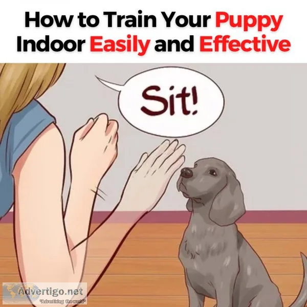 A Guidance Guide to Help Successfully Train your Dog