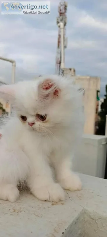 Cats and Kittens for sale