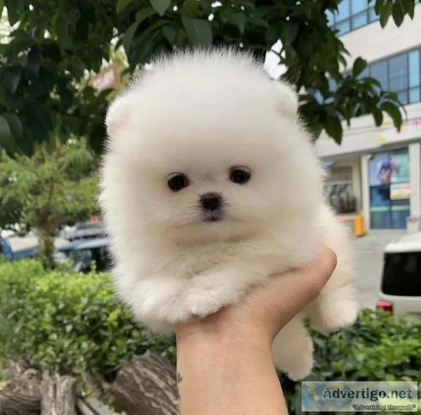 Pure Breed AKC Reg Pomeranian Puppies Ready