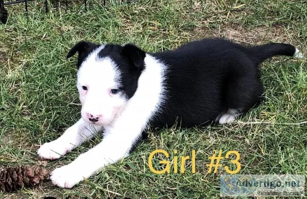 Border Collie Puppies