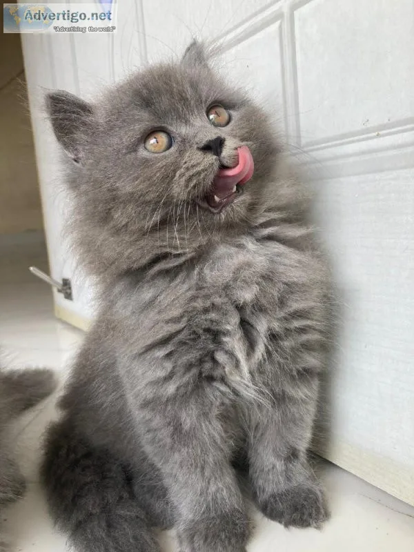 British Longhair Cats and Kittens for sale