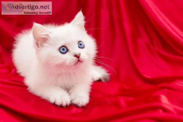 Persian Cats and Kittens for sale
