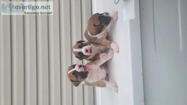 Boxer Puppies