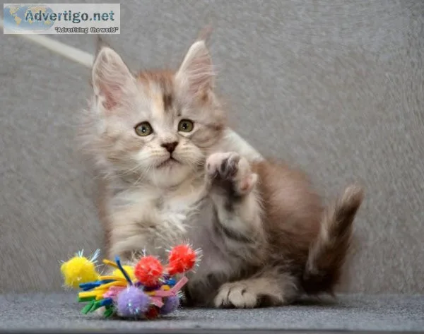 pedigreed Maine Coon from European lines
