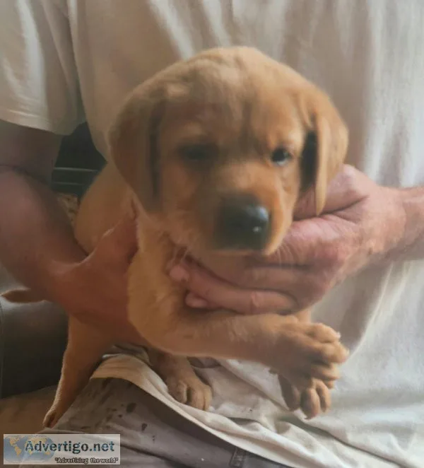 American AKC Red Fox Lap Puppy