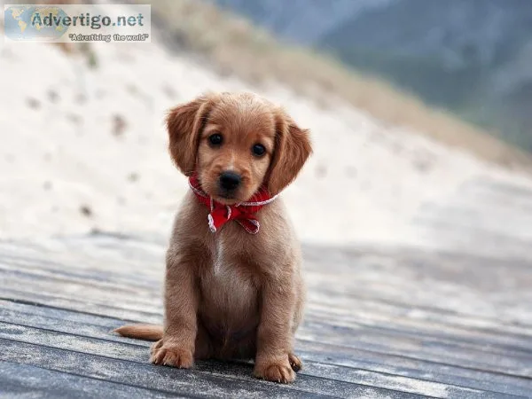 Learn How To Stop Your Dogs Behavior Problems FAST