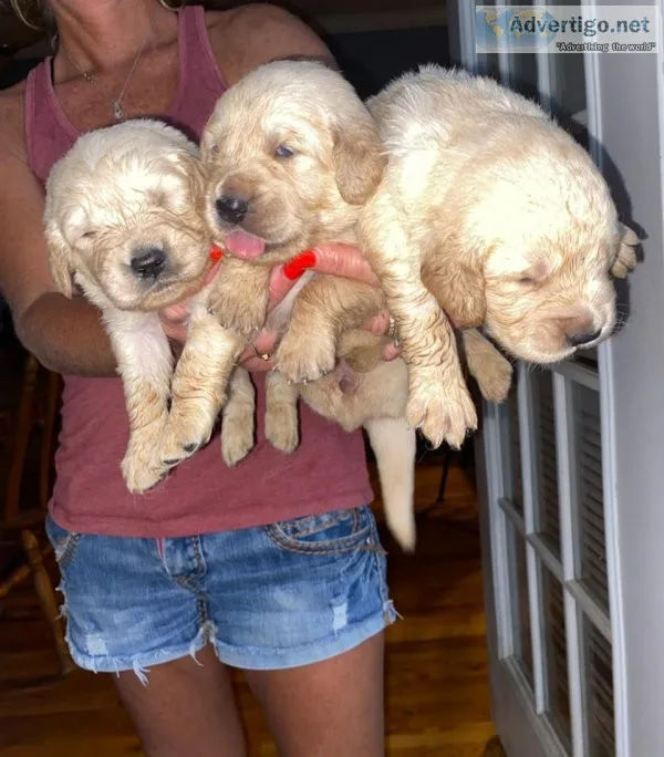 AKC GOLDEN RETRIEVER PUPPIES