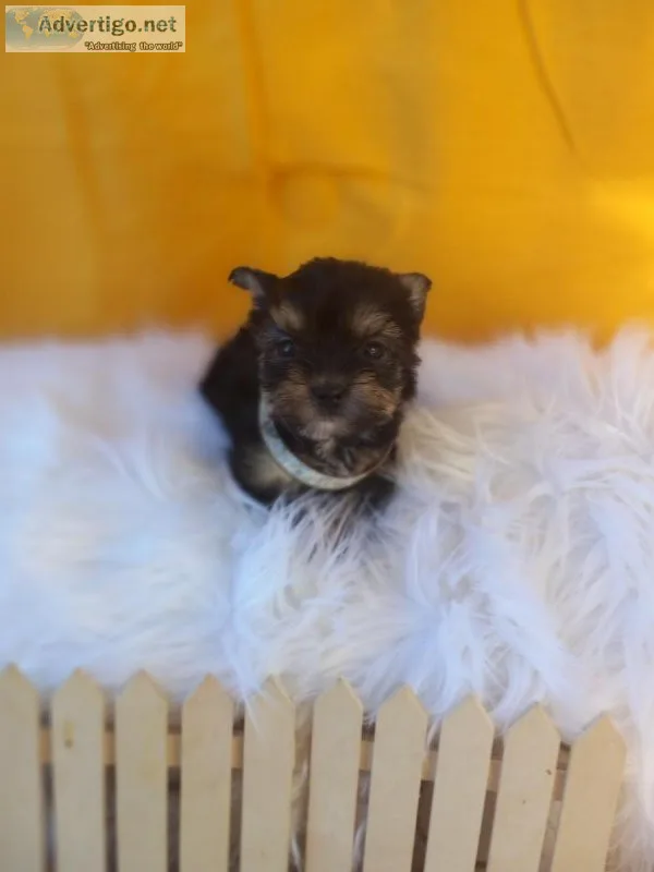 Teacup yorkie puppies CHICAGO