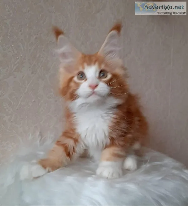Maine Coon kittens ready to go home.