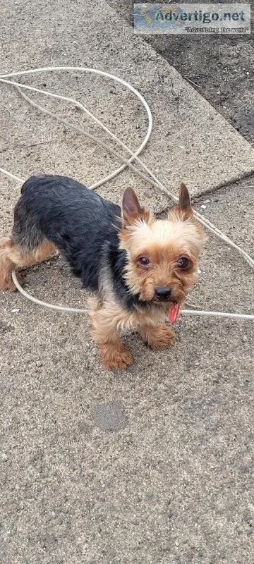 Male Yorkie