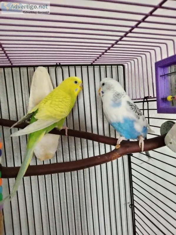 Two parakeets free to good home