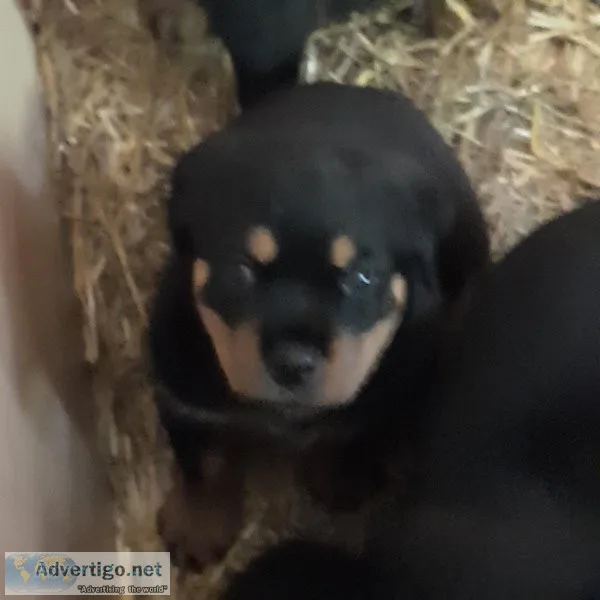 AKC Eligible Rottweiler Pups