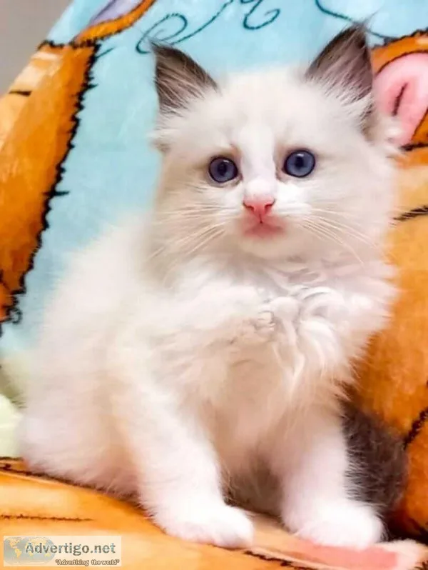 Ragdoll Cats and Kittens for sale