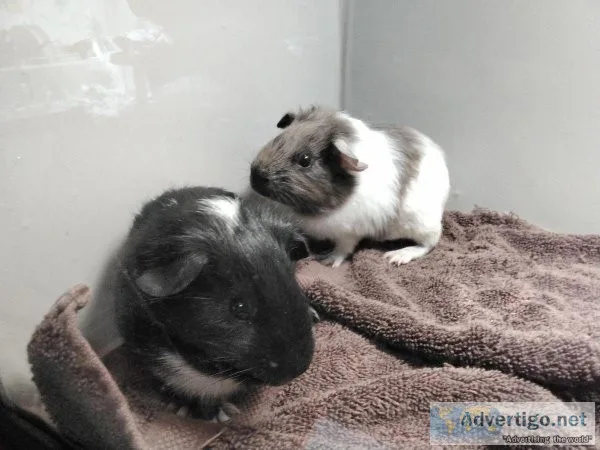 Guinea pigs babies
