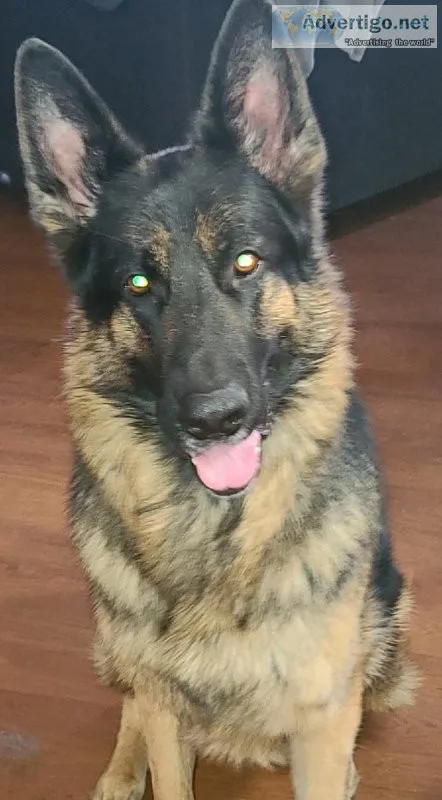 Beautiful Male German Shepard