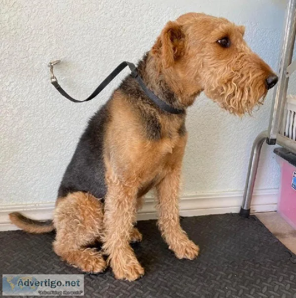 Dog Grooming