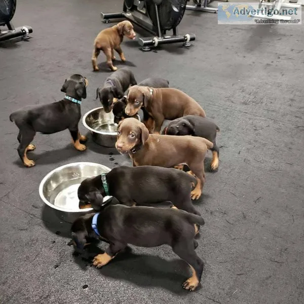 Beautiful Doberman puppies Available