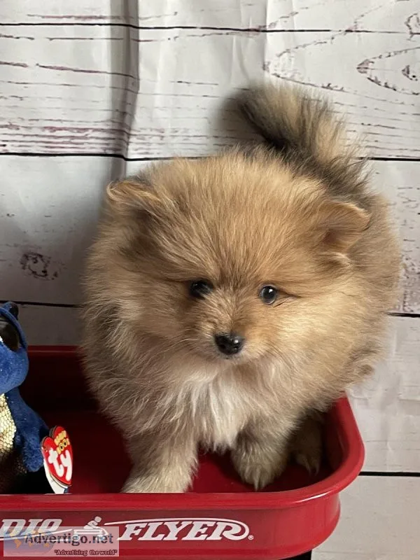 Beautiful Energetic Fluffy AKC Pomeranian Puppies