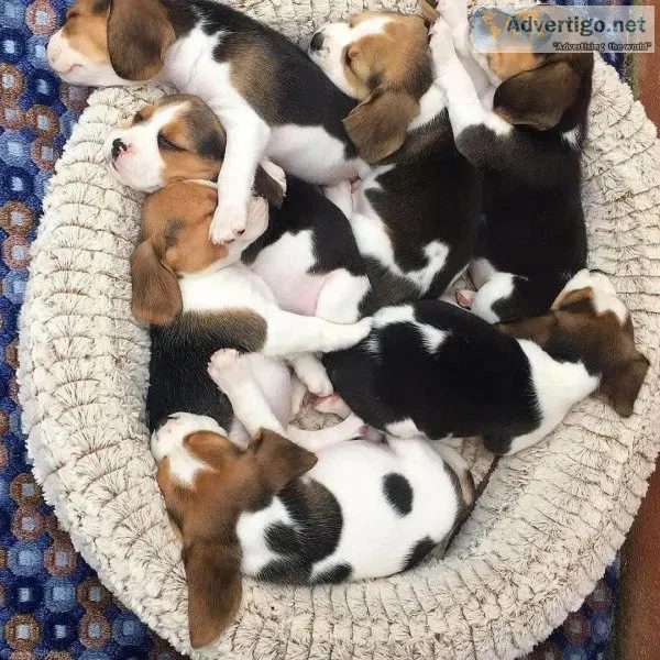 Adorable Pedigree Beagle  puppies