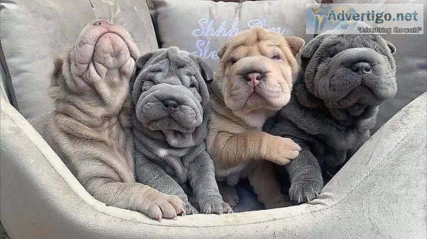 chinese shar pei puppies available