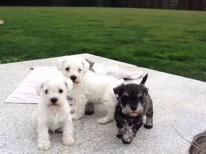 Excellent Schnauzer Puppies