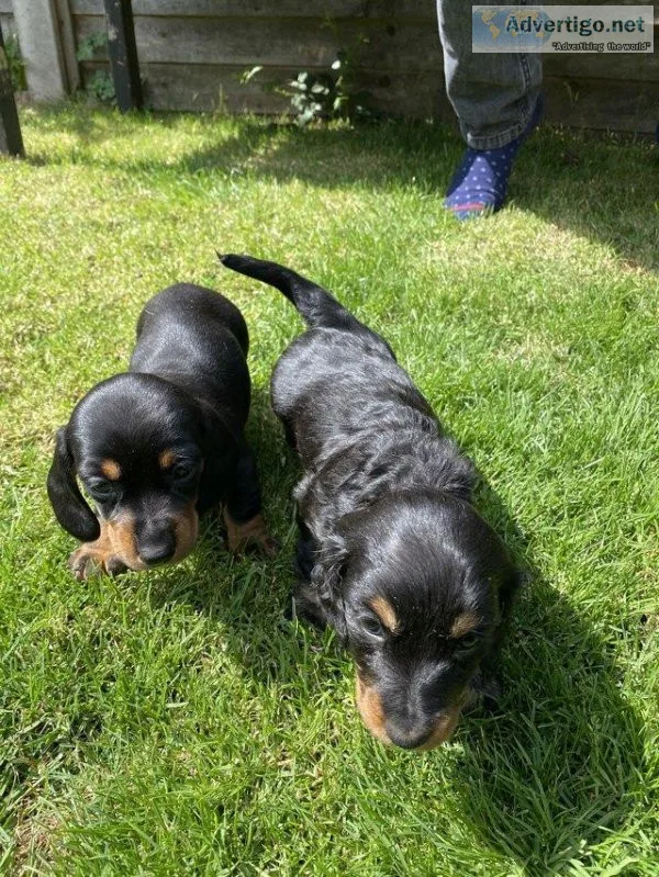 Dachshund Puppies