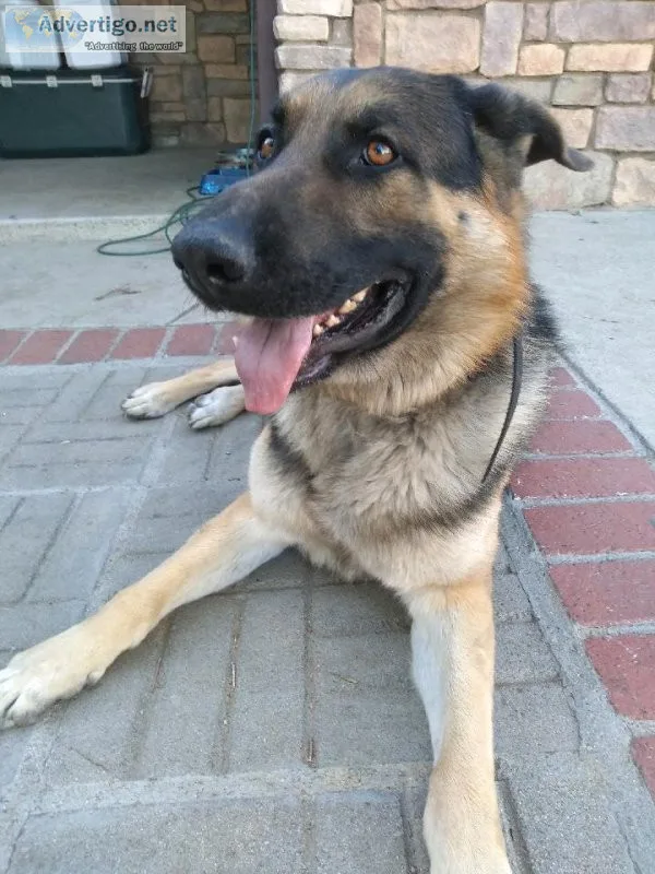 Zeus 2yr old German Shepherd
