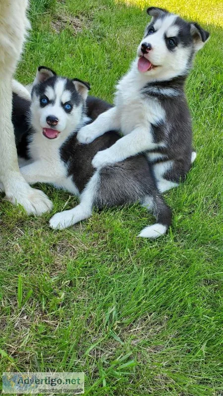Beautiful Siberian Husky Puppies ready